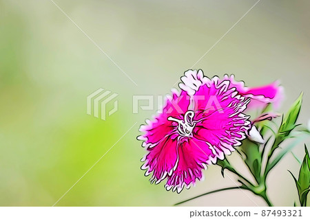 Pastel-like "flowerbed with blooming dianthus" illustration image 87493321