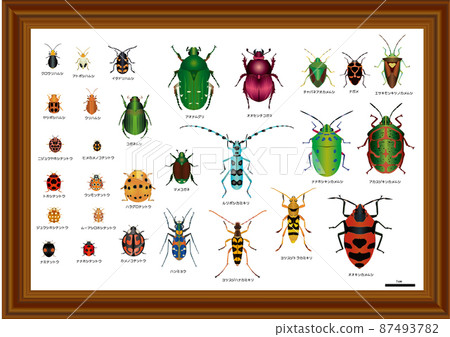 Beetles and stink bugs Beetles and stink bugs 87493782