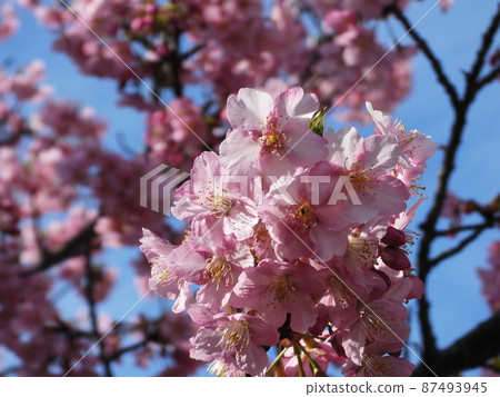 Kawazu-zakura Kawazu-zakura 87493945