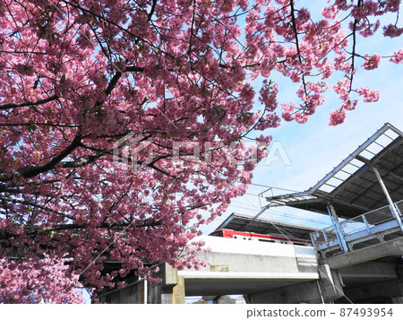 河津櫻 87493954