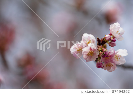 櫻桃樹 櫻桃樹 87494262