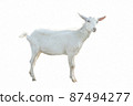Young white goat in full growth isolated on white background 87494277