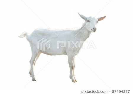 Young white goat in full growth isolated on white background Young white goat in full growth isolated on white background 87494277