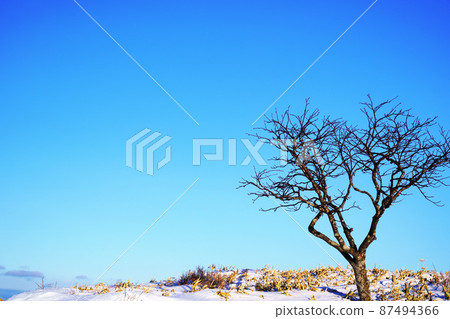 Midwinter trees winter image Midwinter trees winter image 87494366
