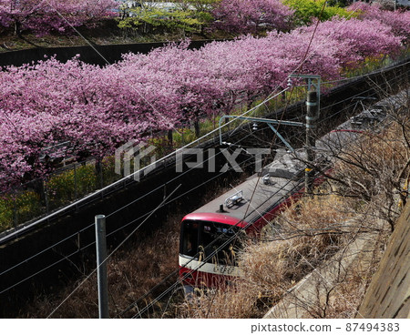 Kawazu-zakura Kawazu-zakura 87494383