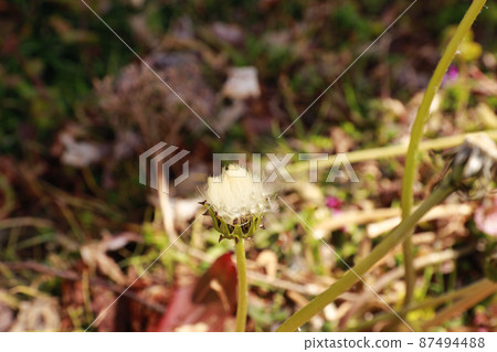 Dandelion 87494488