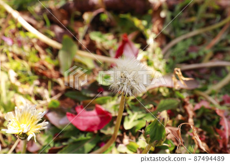 Dandelion 87494489