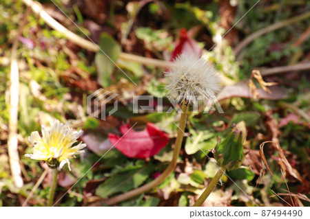 Dandelion Dandelion 87494490