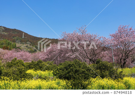 Susaki桑田山上的積雪櫻花 87494818