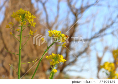 油菜花，黃花，蜜蜂 87495485