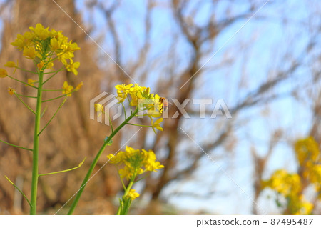 油菜花，黃花，蜜蜂 87495487