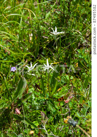 Leontopodium haplop 87495582