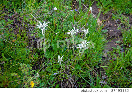 Leontopodium haplop Leontopodium haplop 87495583