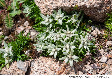 Leontopodium sp. Leontopodium sp. 87495717