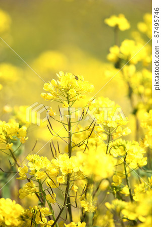 蜜蜂的油菜花田 蜜蜂的油菜花田 87495746