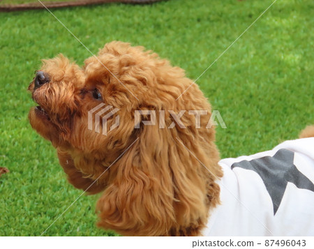 玩具貴賓犬對著朋友吠叫 87496043