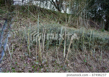 Felling of bamboo grove pruning 87496237