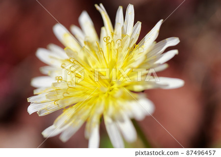 蒲公英花 蒲公英花 87496457