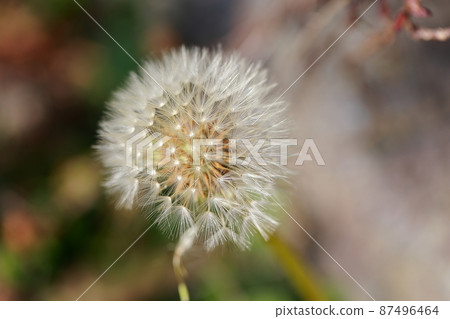 Dandelion seeds 87496464