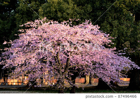 Yoyogi Park, early blooming Kawazu cherry blossoms, leaf cherry blossoms 87496466