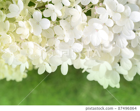 many small flowers of white hydrangea 87496864
