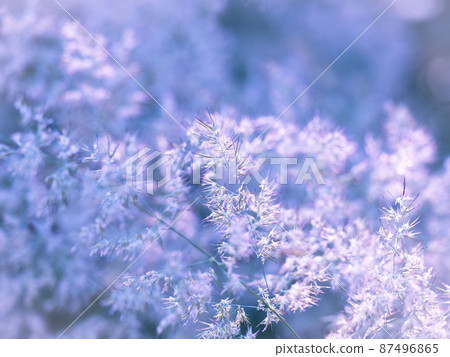 toned image of vegetation, thickets of grass, weeds cold blue light background 87496865