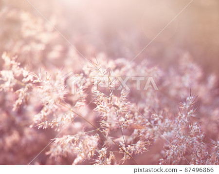 Blurry vintage meadow Blurry vintage meadow 87496866