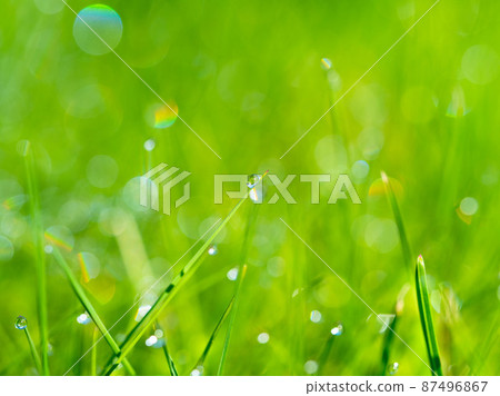 meadow grass with dew drops in sunshine, blurred background. meadow grass with dew drops in sunshine, blurred background. 87496867