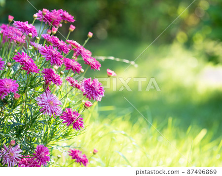 flower Astra on meadow with place for text 87496869