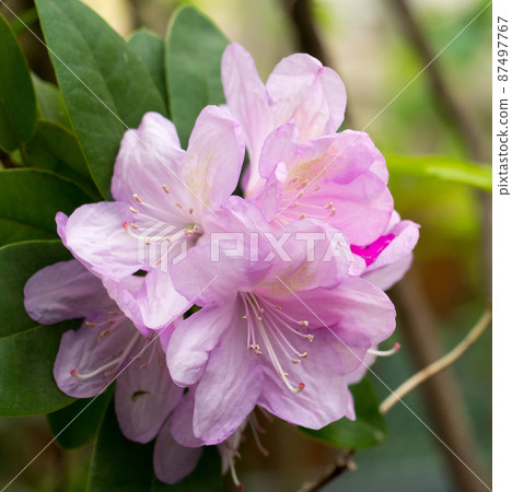 beautiful flower background 87497767