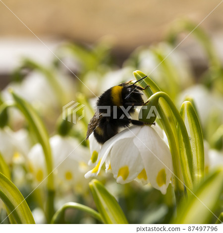 Close up Bumble bee sleeping on a flower Close up Bumble bee sleeping on a flower 87497796