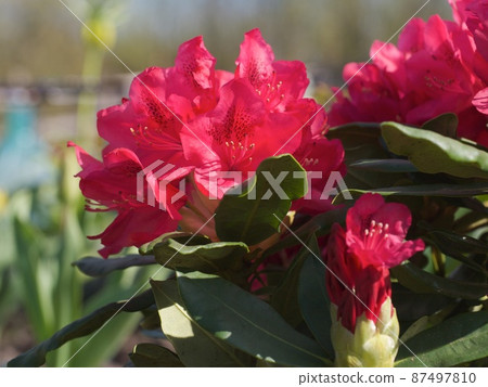 beautiful flower background 87497810