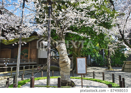 靖國神社櫻花標本樹盛開 靖國神社櫻花標本樹盛開 87498033