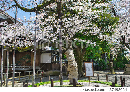 靖國神社櫻花標本樹盛開 靖國神社櫻花標本樹盛開 87498034