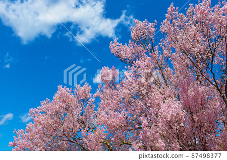 Komoro Castle Ruins Sakura in the old-fashioned garden 87498377