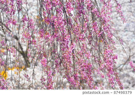 小諸城遺址 舊式庭園中的櫻花 87498379