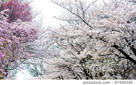 小諸城遺址 舊式庭園中的櫻花 87498380
