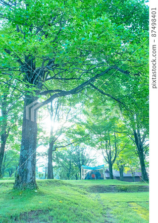 森林露營地,陽光的時刻(Hiruzen Plateau) 森林露營地,陽光的時刻(Hiruzen Plateau) 87498401