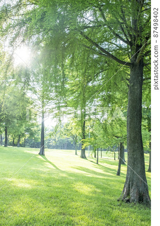 森林露營地，陽光的時刻（Hiruzen Plateau） 87498402