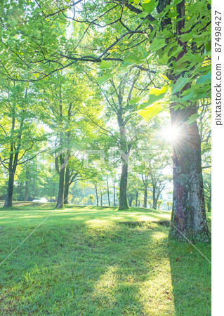 Forest campsite, a moment of sunbeams (Hiruzen Plateau) 87498427