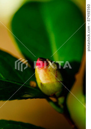 Snow camellia buds Snow camellia buds 87498560
