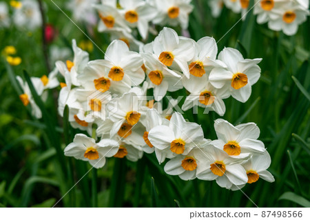 Narcissus Geranium blossoms in the garden in spring Narcissus Geranium blossoms in the garden in spring 87498566