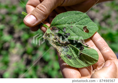 A farmer's hand shows a damaged soybean leaf with Vanessa cardui burdock caterpillar 87498567