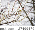 White-eye and Japanese white-eye seen at the Kansai plum festival 87499479