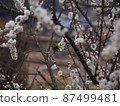 White-eye and Japanese white-eye seen at the Kansai plum festival 87499481