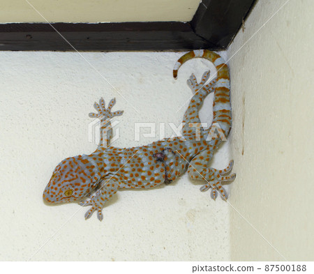 Tokay geckos isolated on the wall. Reptile animal Tokay geckos isolated on the wall. Reptile animal 87500188