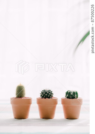Three mini cactus pots on the table 87500226