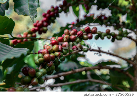 Coffee Crop, Plant, Crop - Plant, Fruit, Farmer 87500559