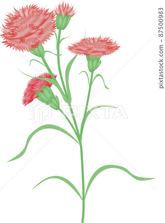 Carnation  87500983
