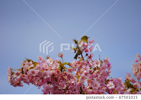 Kawazu cherry tree and mezzo 87501015